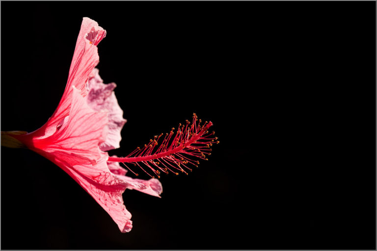 Pink hibiscus flower