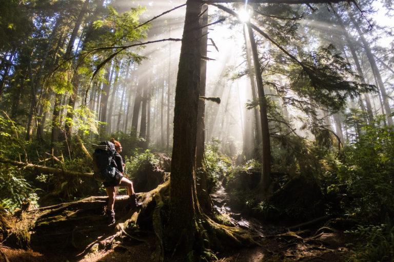 Hiking forest fog