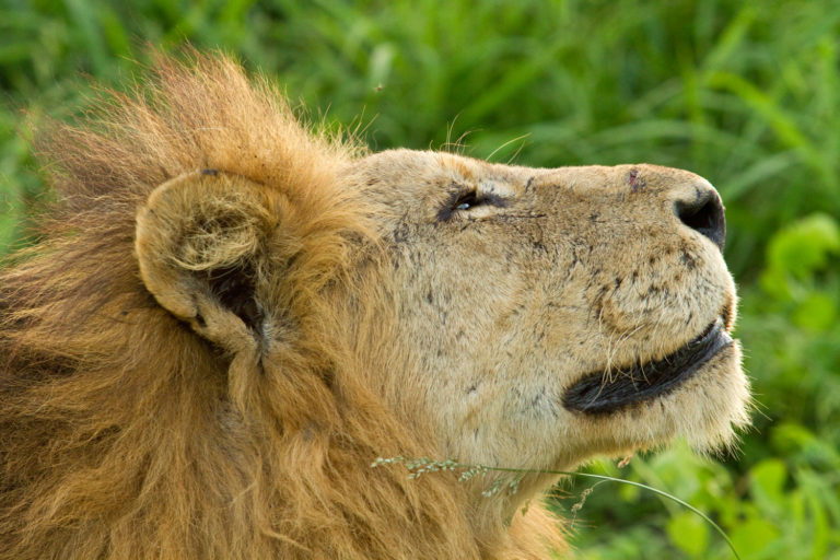 Lion close-up face scar