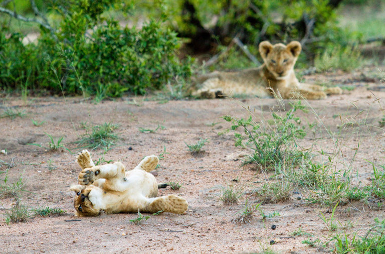 Lion cubs playing