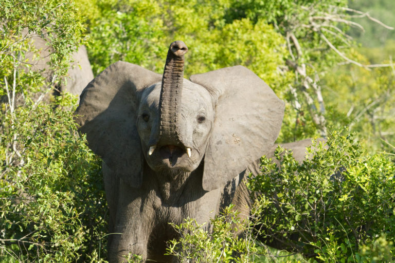 Elephant young trunk