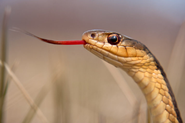 Garter snake tongue