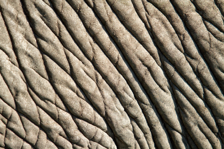 Elephant skin close-up