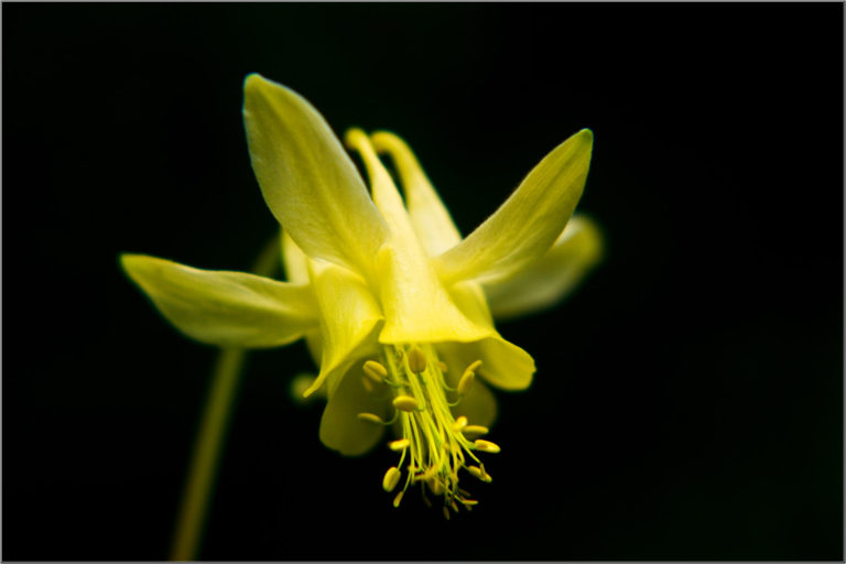 Yellow columbine flower