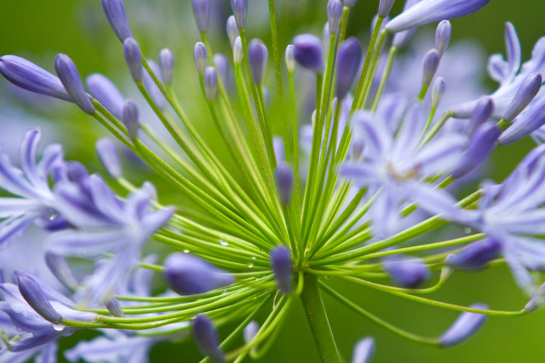 Agapanthus flower purple close-up