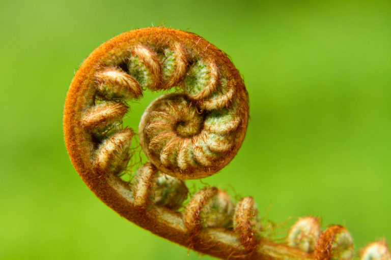 Fern plant curl green