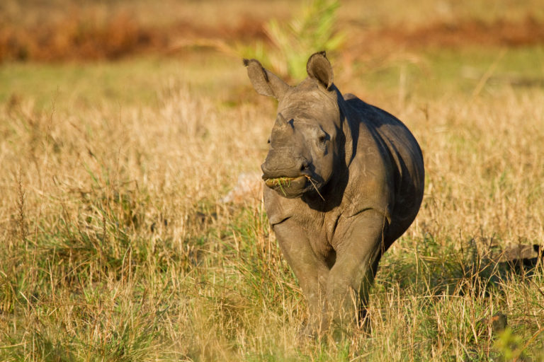 Rhinoceros baby eating