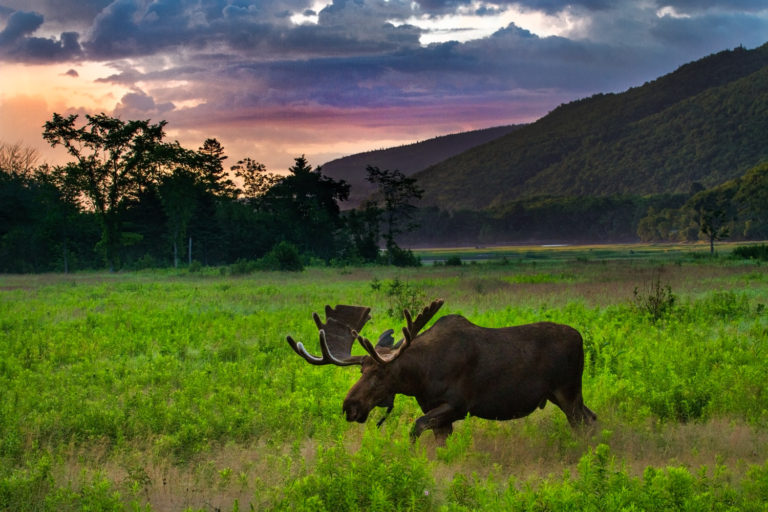 Moose mountains