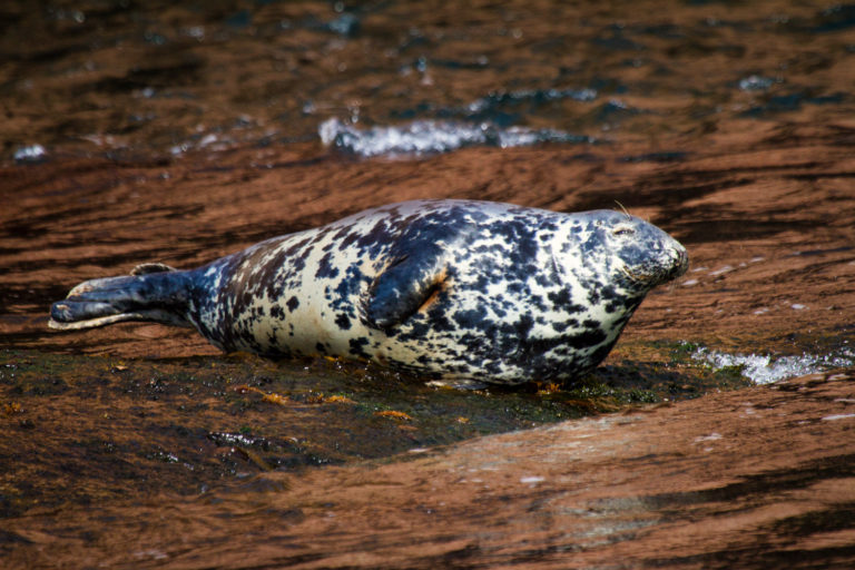 Grey seal