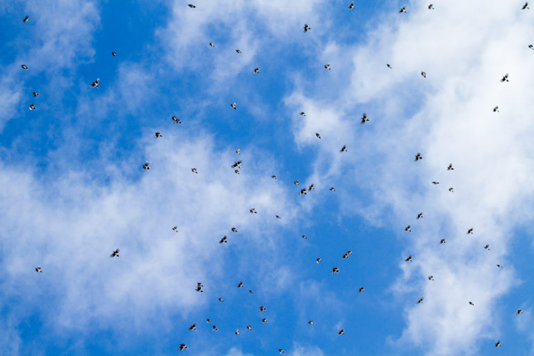 Blue jay blue sky