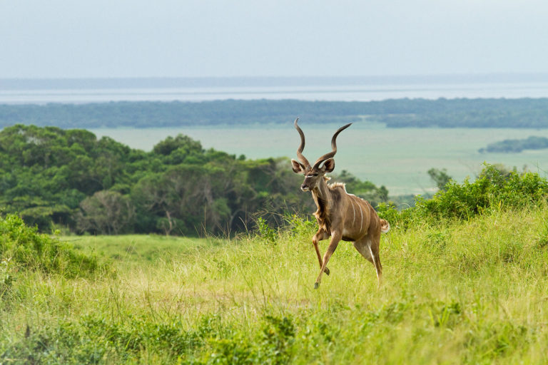 Antelope kudu running park