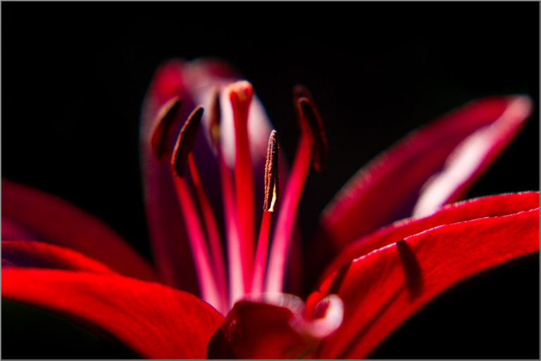 Lily flower close-up