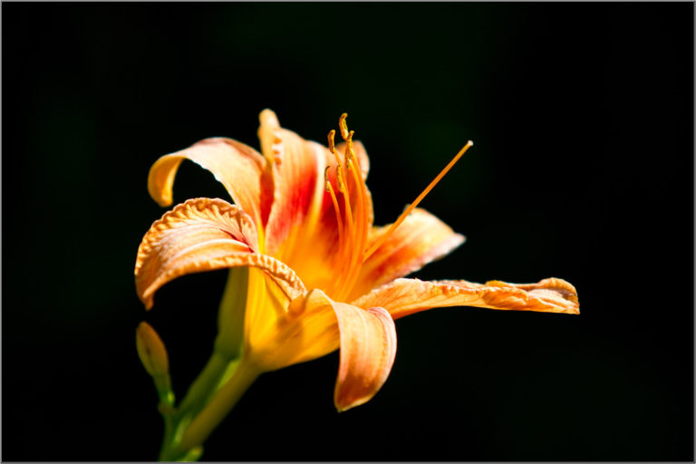 Orange lily flower