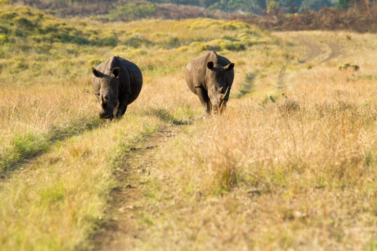 rhinoceros pair road walk