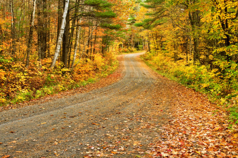 autumn colours road forest