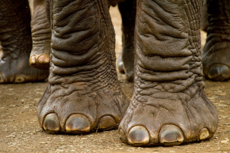 Elephant feet close-up