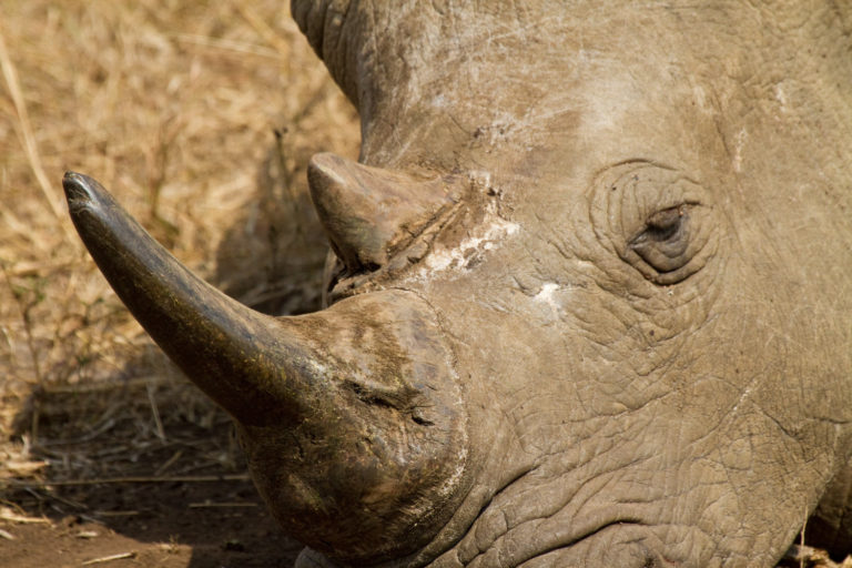 Rhinoceros close-up face horn