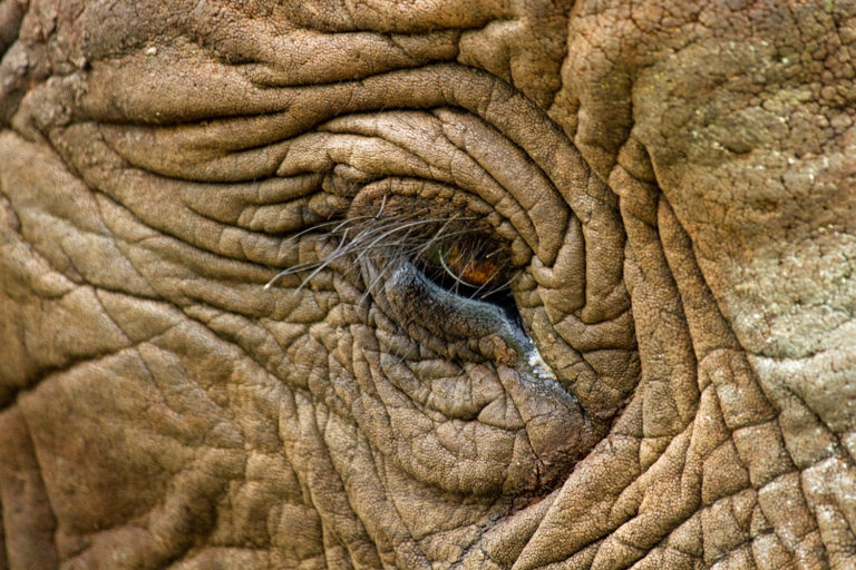 Elephant close-up eye skin