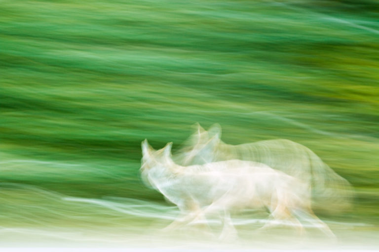 Coyote blur