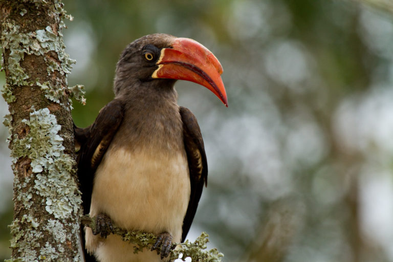 Crowned Hornbill