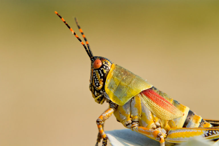 Grasshopper colourful close-up