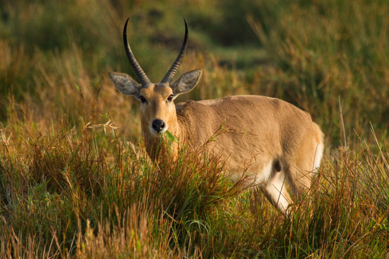 Antelope reedbuck eating