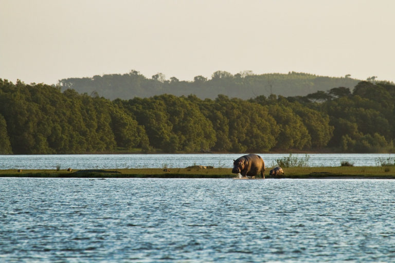 Hippopotamus baby nile crocodile estuary