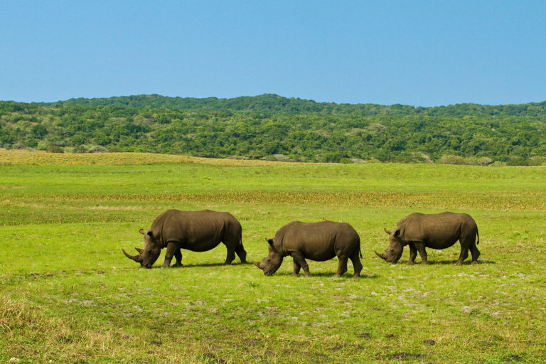 Rhinosceros trio eating park blue sky