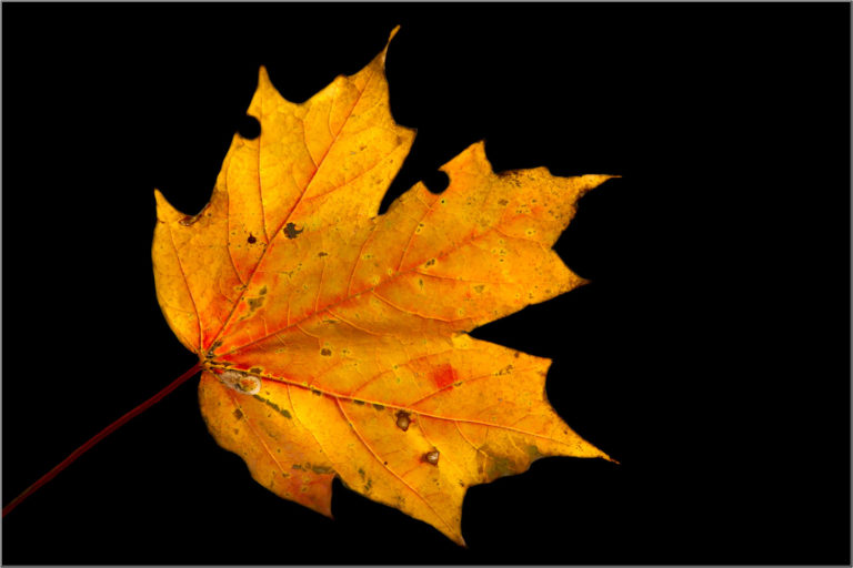 Orange maple leaf