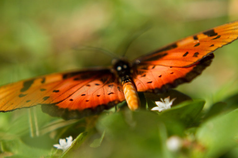 Butterfly orange flower close-up