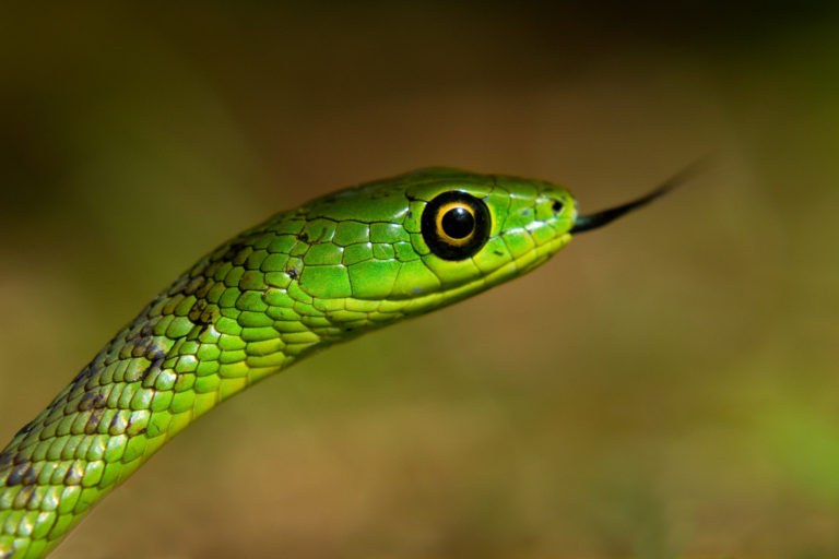 Snake green tongue close-up