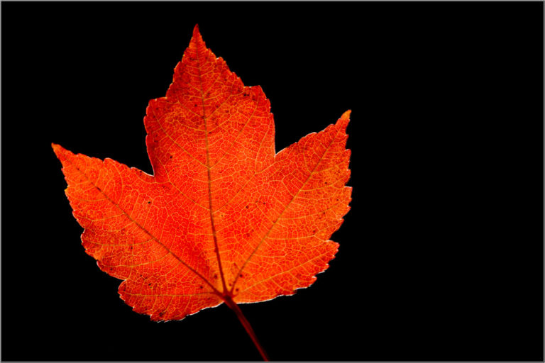 Red maple leaf