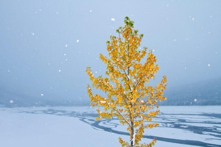 tree snow lake