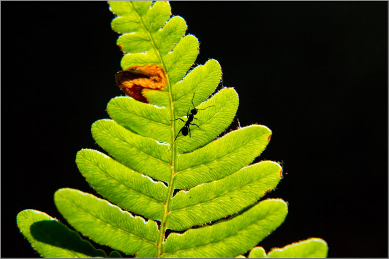 Ant fern close-up