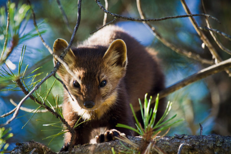 American marten