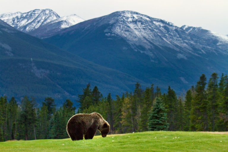 Grizzly bear mountains