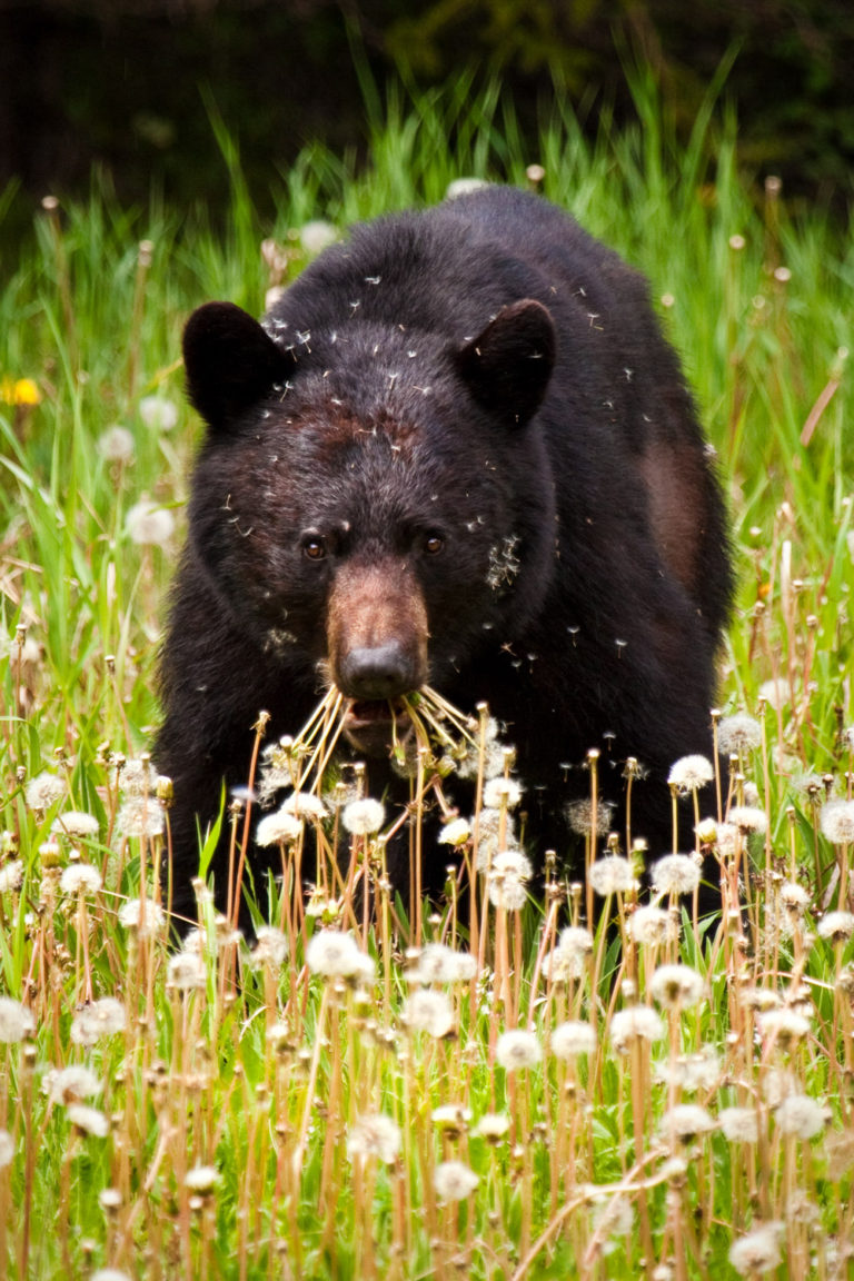 Black bear dandelion