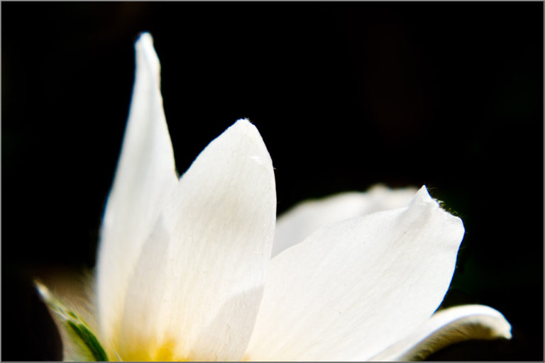 White prairie crocus flower