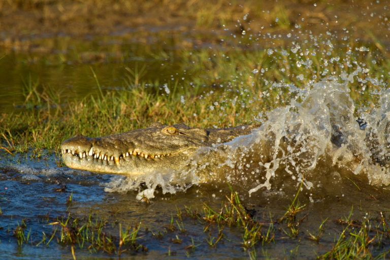 Nile crocodile splash