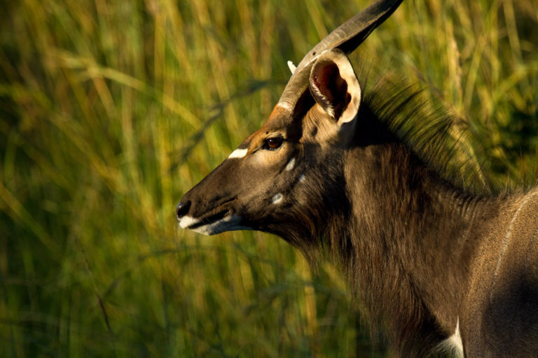 Antelope nyala face