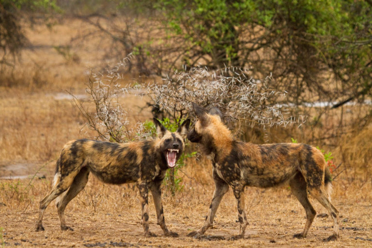 African wild dogs teeth