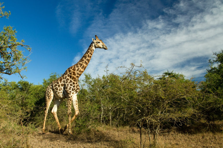 Giraffe blue sky trees