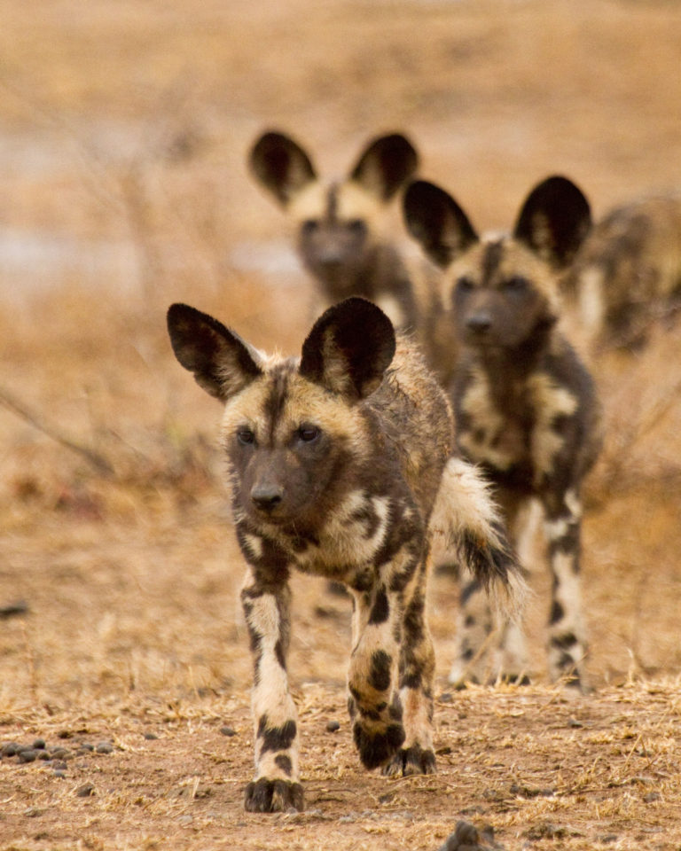 African wild dog pups