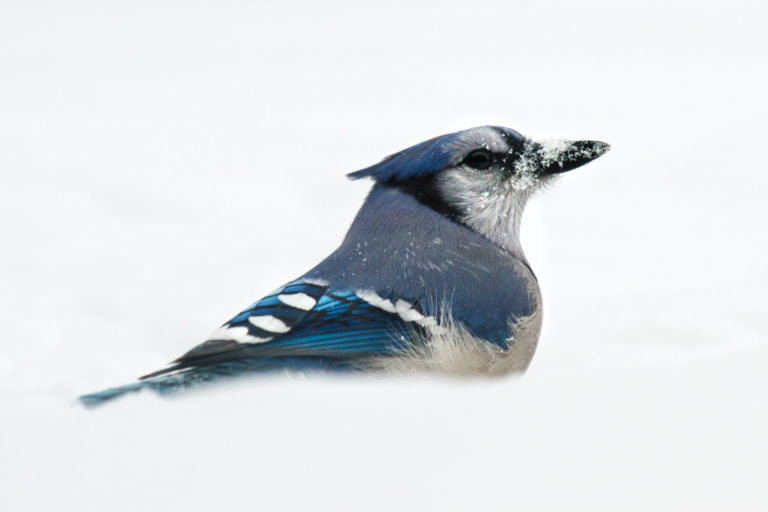 Blue jay snow