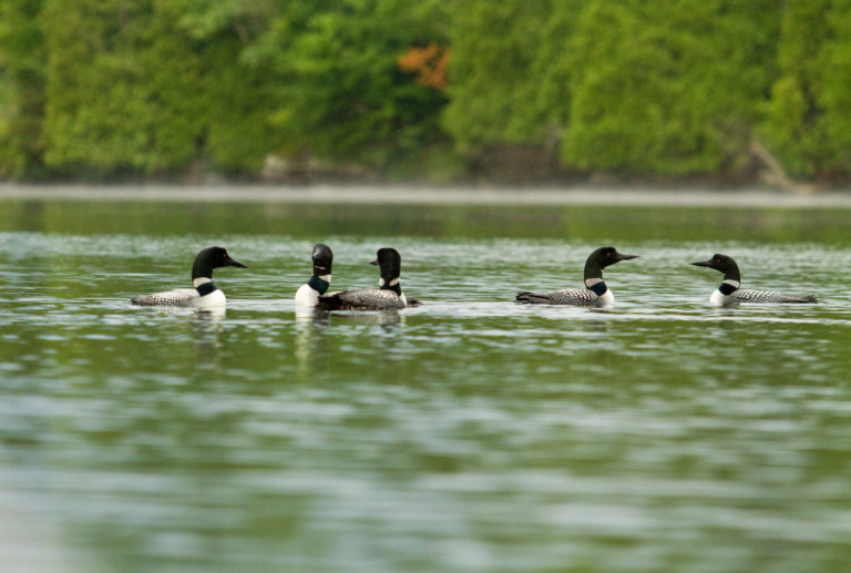 Common loon group