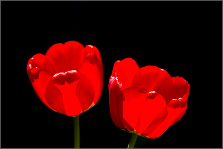 Red tulip flower