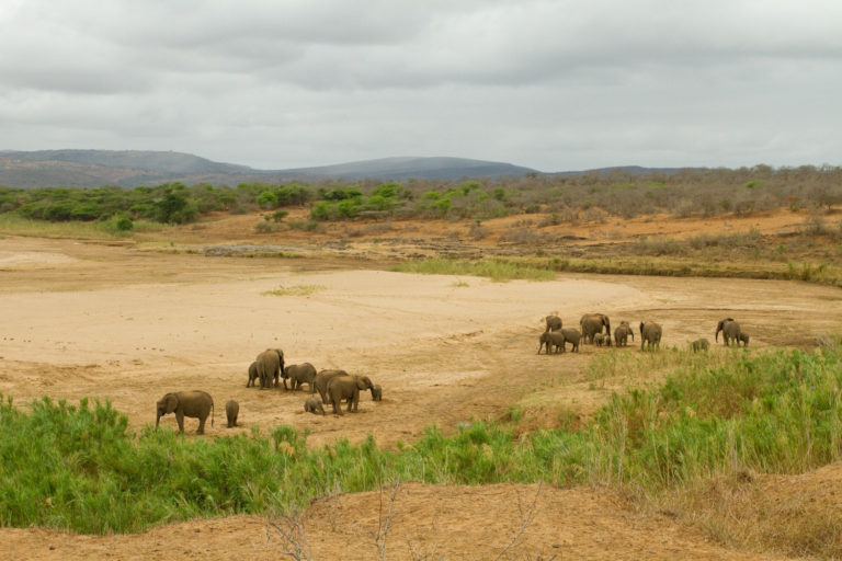 Elephant family herd winter