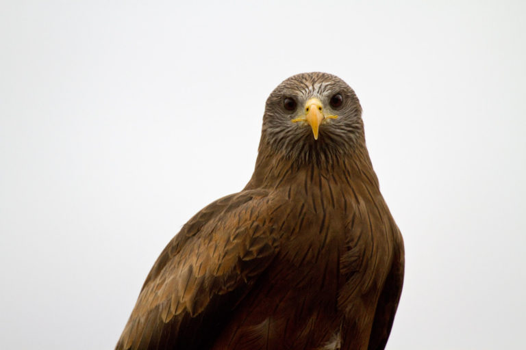 Yellow-billed Kite