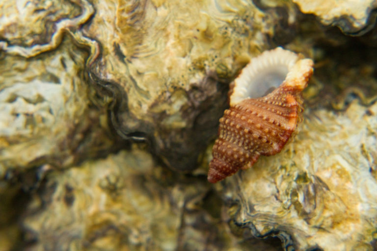 Shell oyster close-up sea