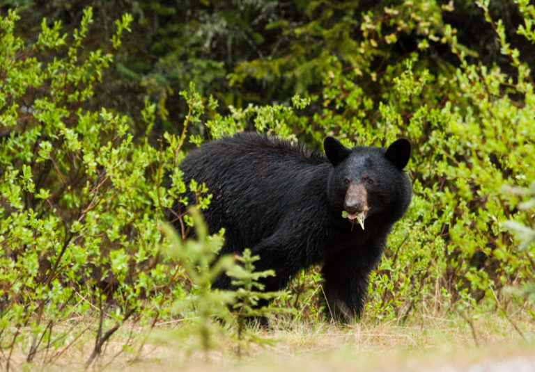 black bear forest green